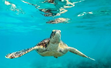 Arte e Ambiente: raccolta fondi per salvare le tartarughe